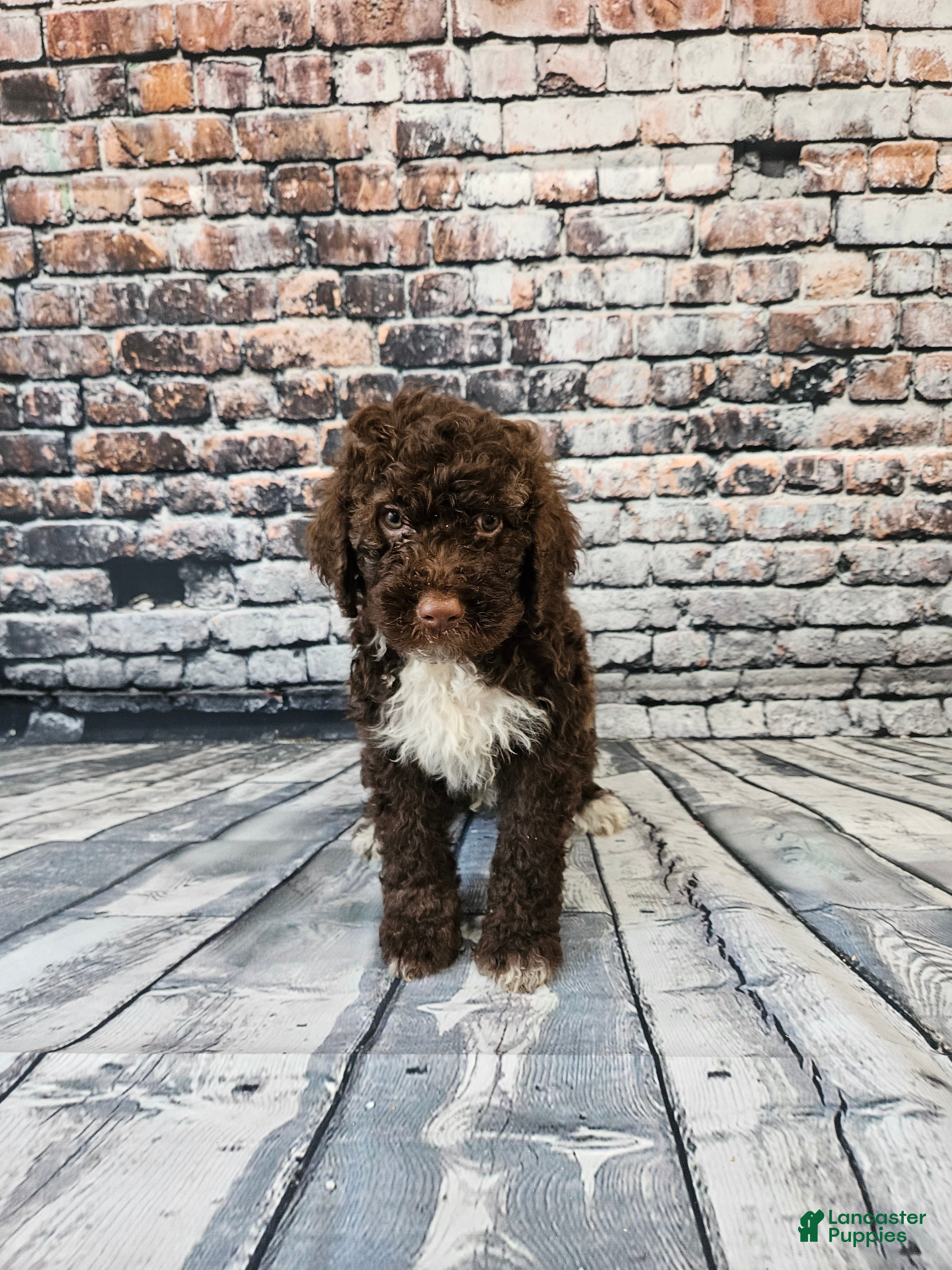Portuguese Water Dog dogs Charlie - Ad 13