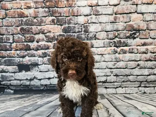 Portuguese Water Dog dogs Charlie - Ad 13
