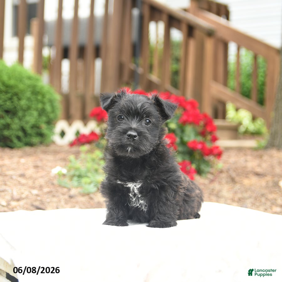 Mixed Breed dogs Shamrock - Ad 2