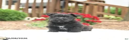 Mixed Breed dogs for sale: Shamrock - Ad 2