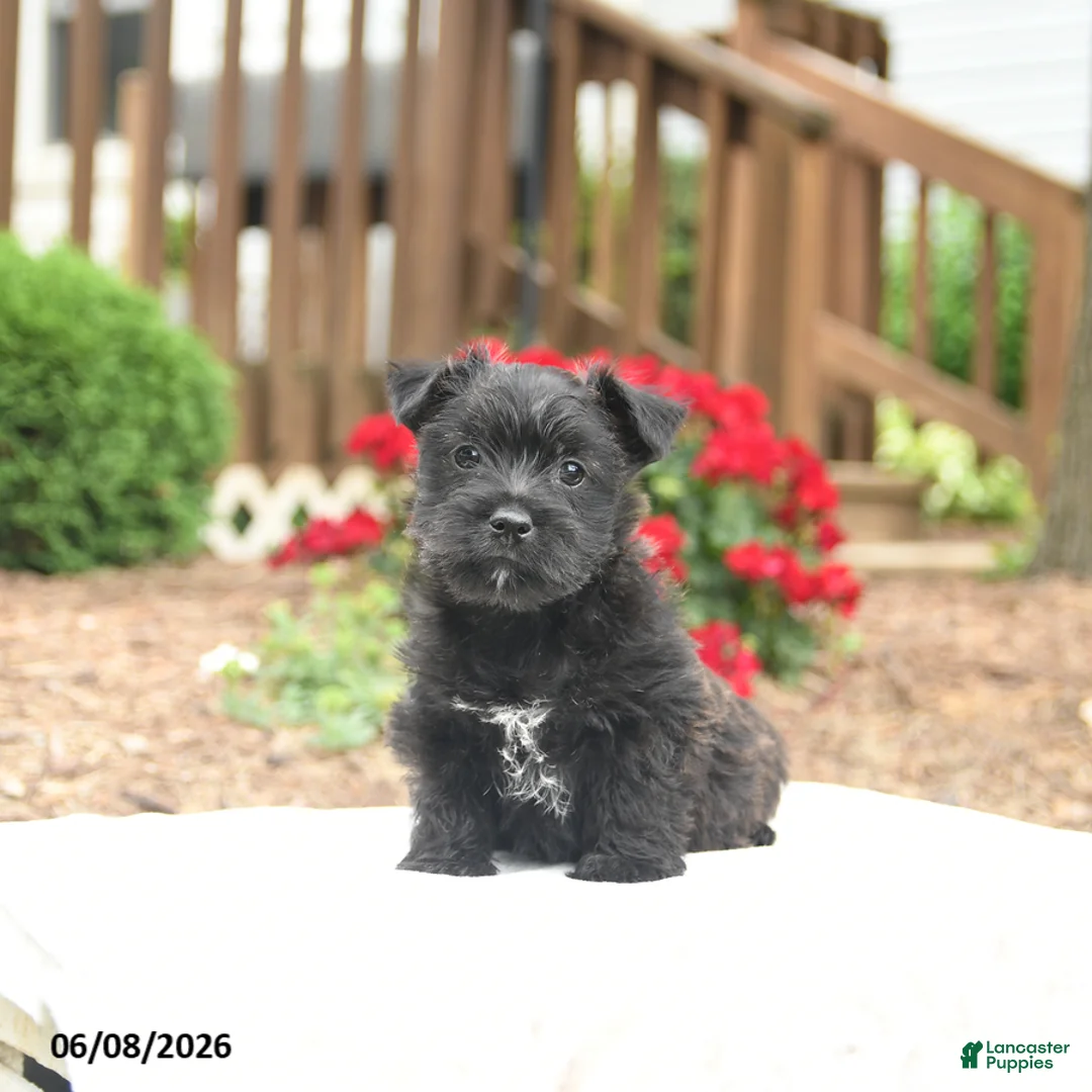 Mixed Breed dogs for sale: Shamrock - Ad 2