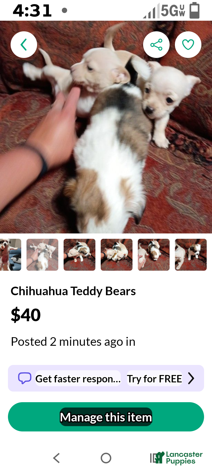 Chihuahua dogs Osso - Ad 1