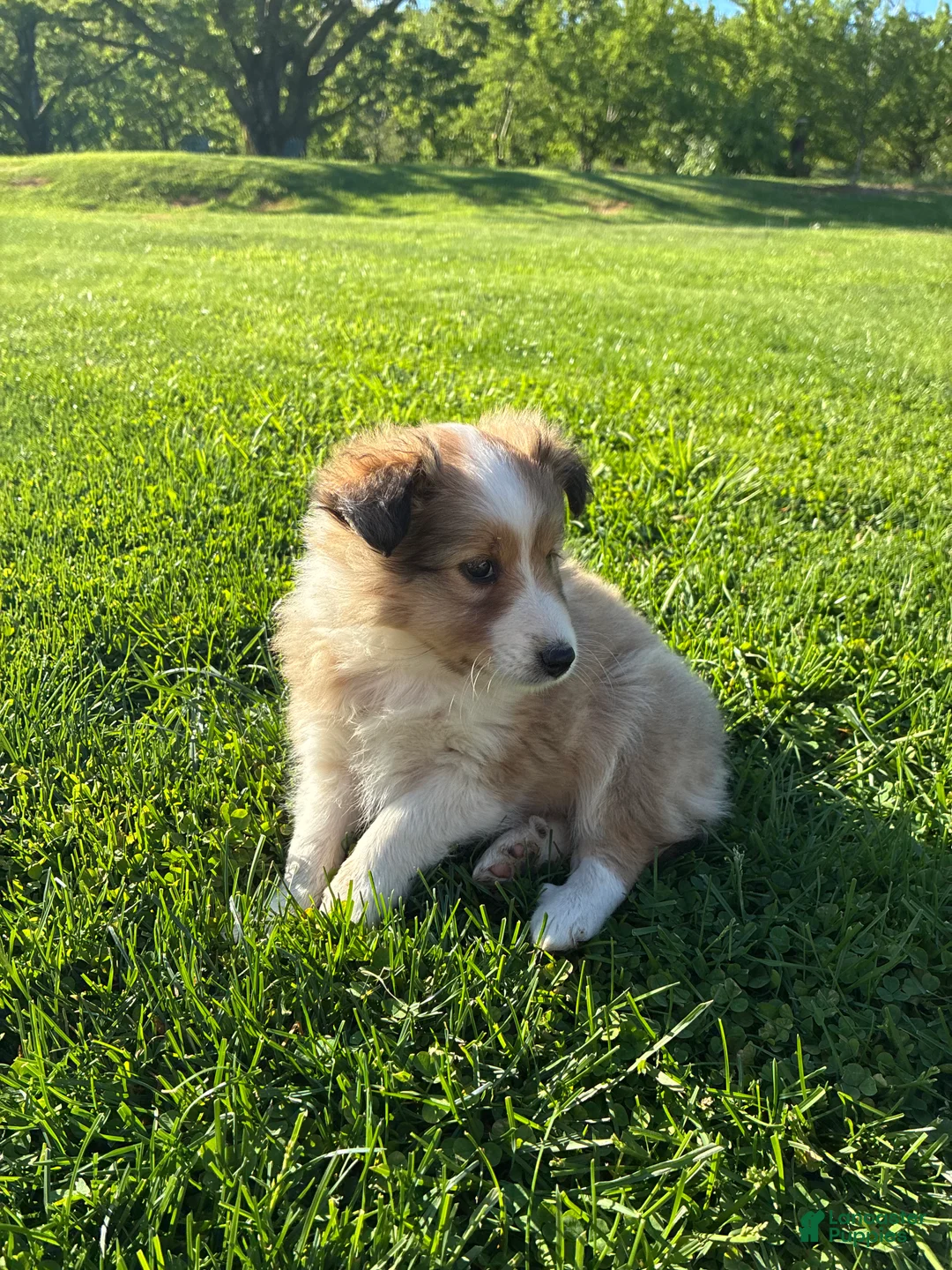 Shetland Sheepdog dogs for sale: Lilly - Ad 2