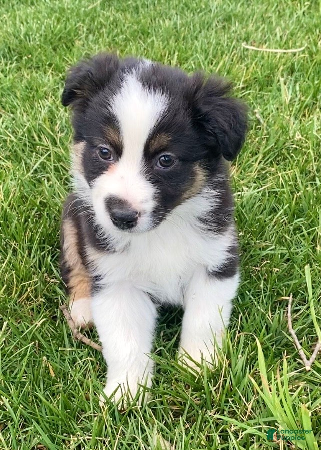 Mixed Breed dogs Blaze - Ad 14