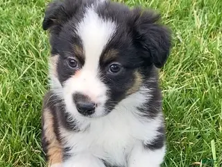 Mixed Breed dogs Blaze - Ad 14