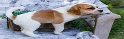 Puggle dogs for sale: Chester - Ad 5