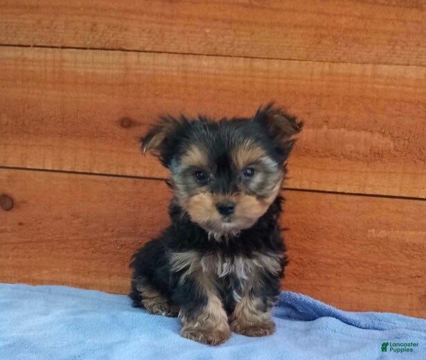 Yorkshire Terrier dogs Winston - Ad 1