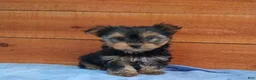 Yorkshire Terrier dogs for sale: Winston - Ad 1