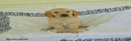 Golden Retriever dogs for sale: Buttercup - Ad 1