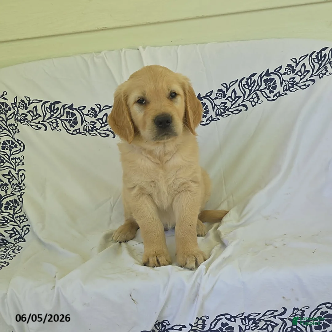 Golden Retriever dogs for sale: Buttercup - Ad 1