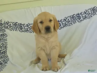 Golden Retriever dogs for sale: Buttercup - Ad 1