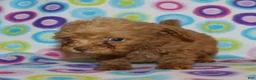 Toy Poodle dogs for sale: Double T apricot male - Ad 2