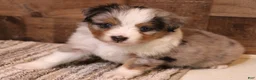 Toy Australian Shepherd dogs for sale: Reed blue merle male with blue eyes - Ad 5