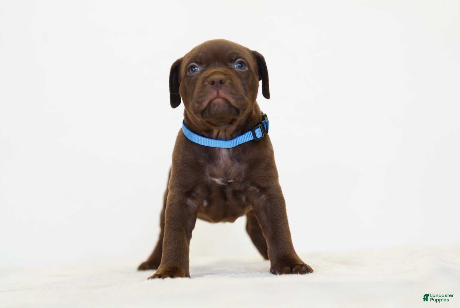 American Bully dogs American Bully 5 - Ad 1