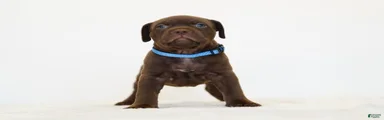 American Bully 5