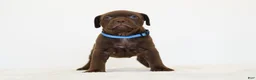 American Bully dogs for sale: American Bully 5 - Ad 1