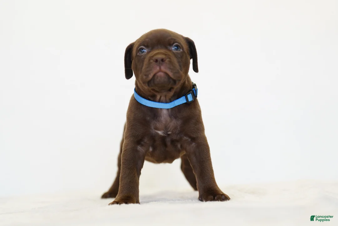 American Bully dogs for sale: American Bully 5 - Ad 1
