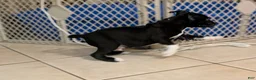 American Pit Bull Terrier dogs for sale: Midnight - Ad 6