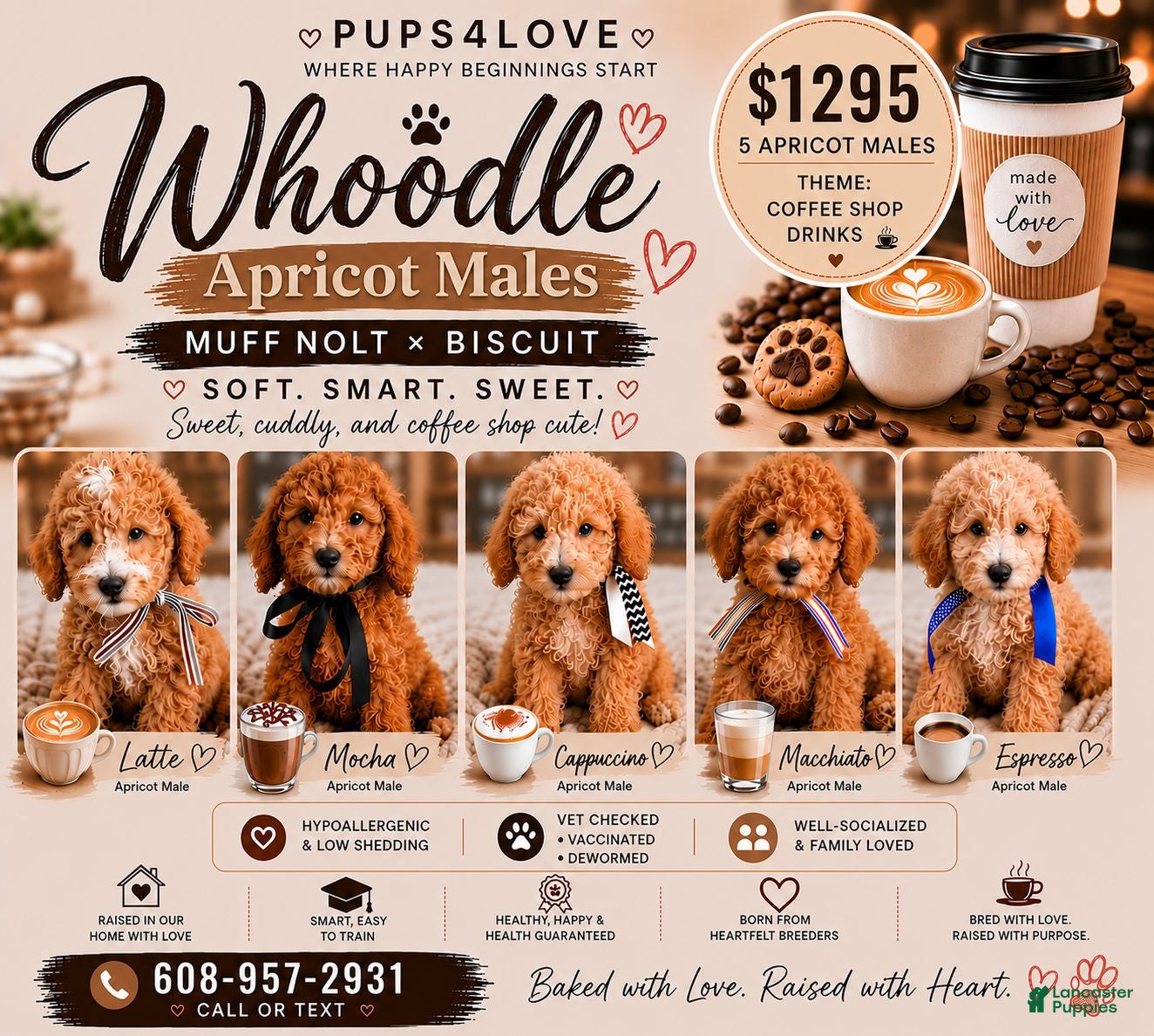 Mixed Breed dogs Latte – F1B Whoodle Male 🤍☕ - Ad 2