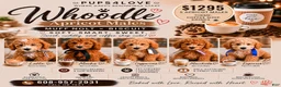 Mixed Breed dogs for sale: Latte – F1B Whoodle Male 🤍☕ - Ad 2