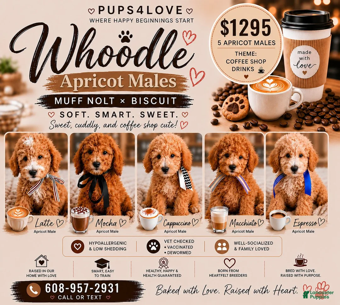 Mixed Breed dogs for sale: Latte – F1B Whoodle Male 🤍☕ - Ad 2