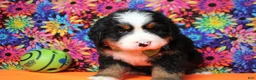 Bernese Mountain Dog dogs for sale: Murphy  - Ad 5