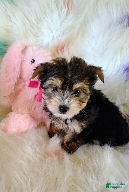 Yorkshire Terrier dogs Yorkshire Terrier Puppy 2 - Ad 6
