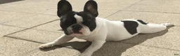 French Bulldog dogs for sale: French Bulldog 1 - Ad 8