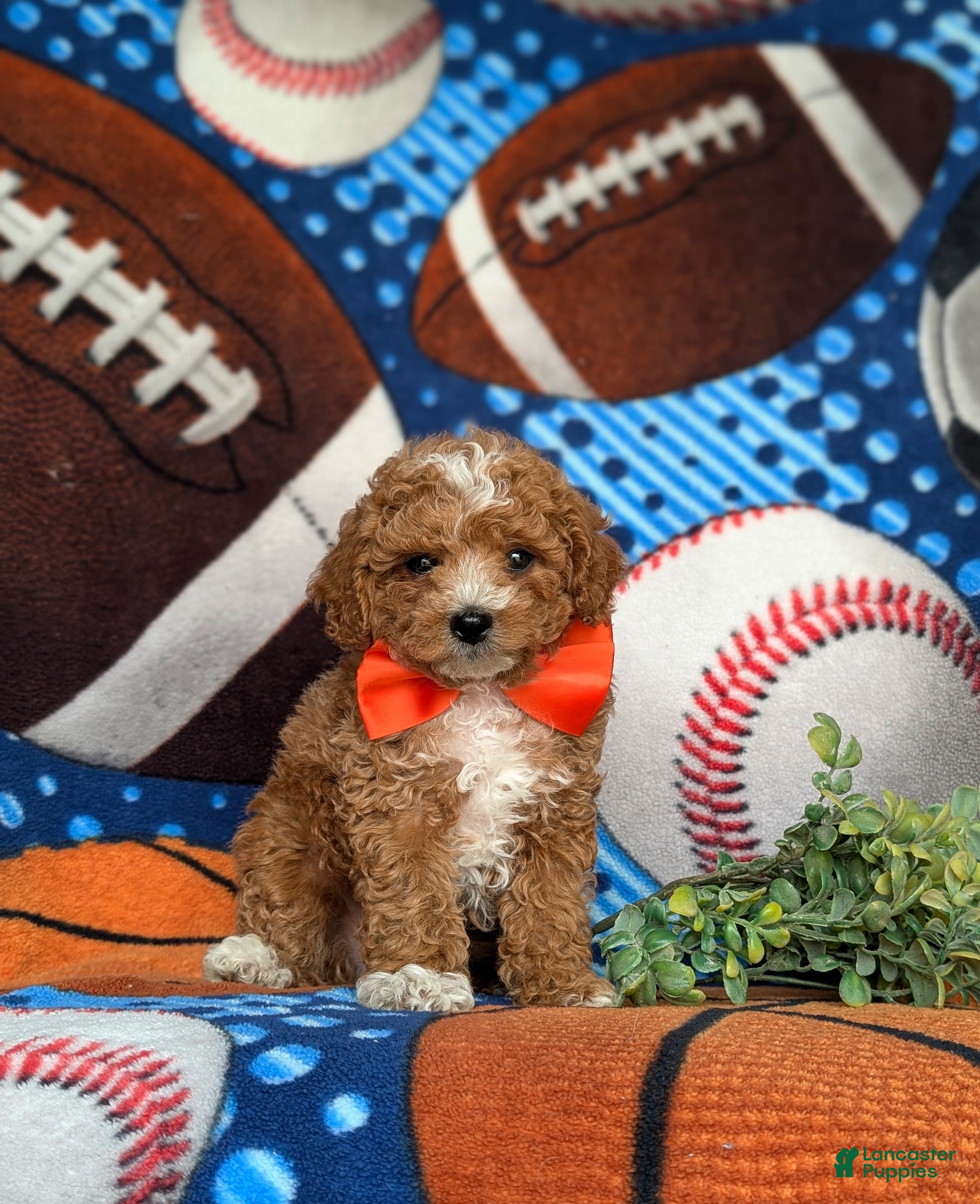 Miniature Poodle dogs for sale: Oden - Ad 3