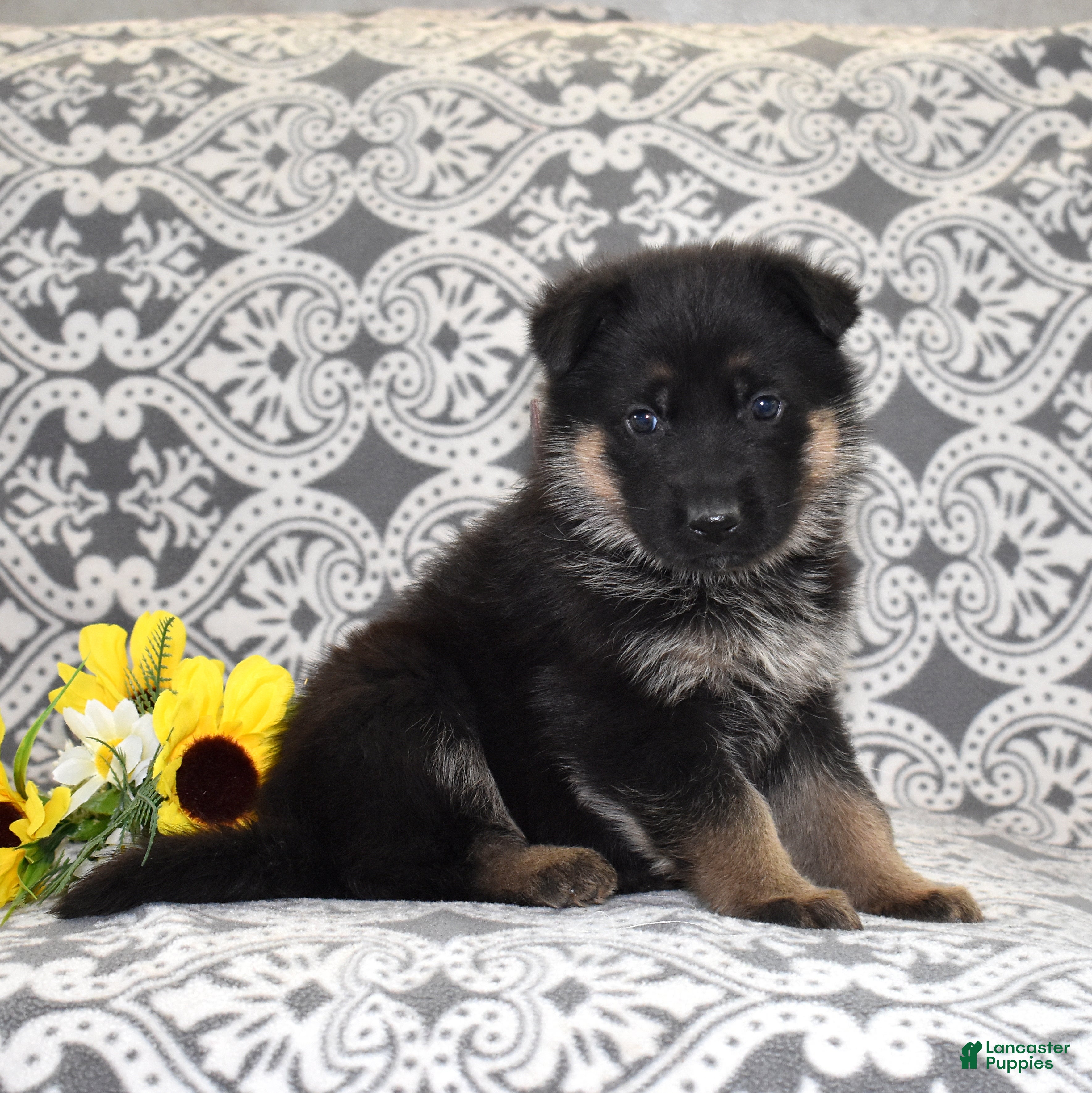 German Shepherd dogs Zara - Ad 1