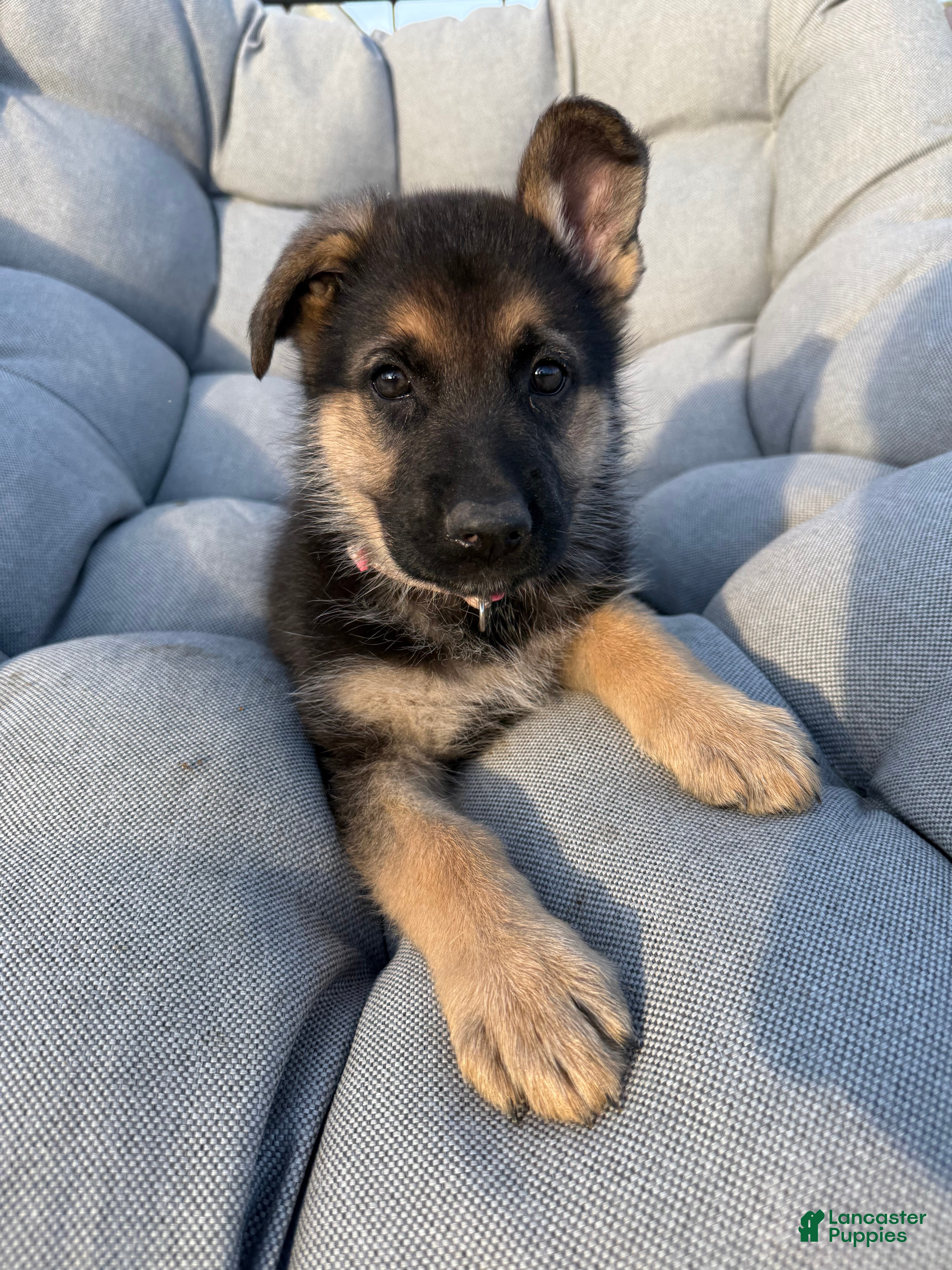 German Shepherd dogs Marley - Ad 14