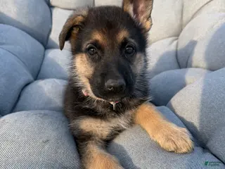 German Shepherd dogs Marley - Ad 14