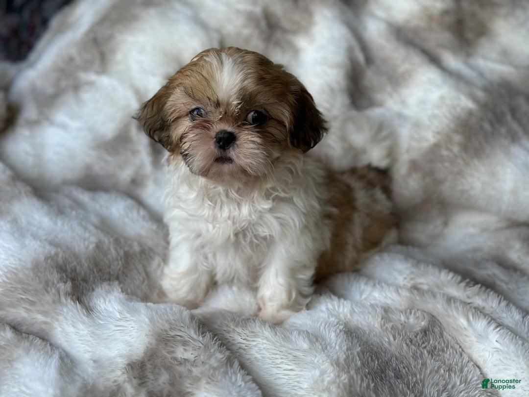 Shih Tzu dogs for sale: Izzy  - Ad 6