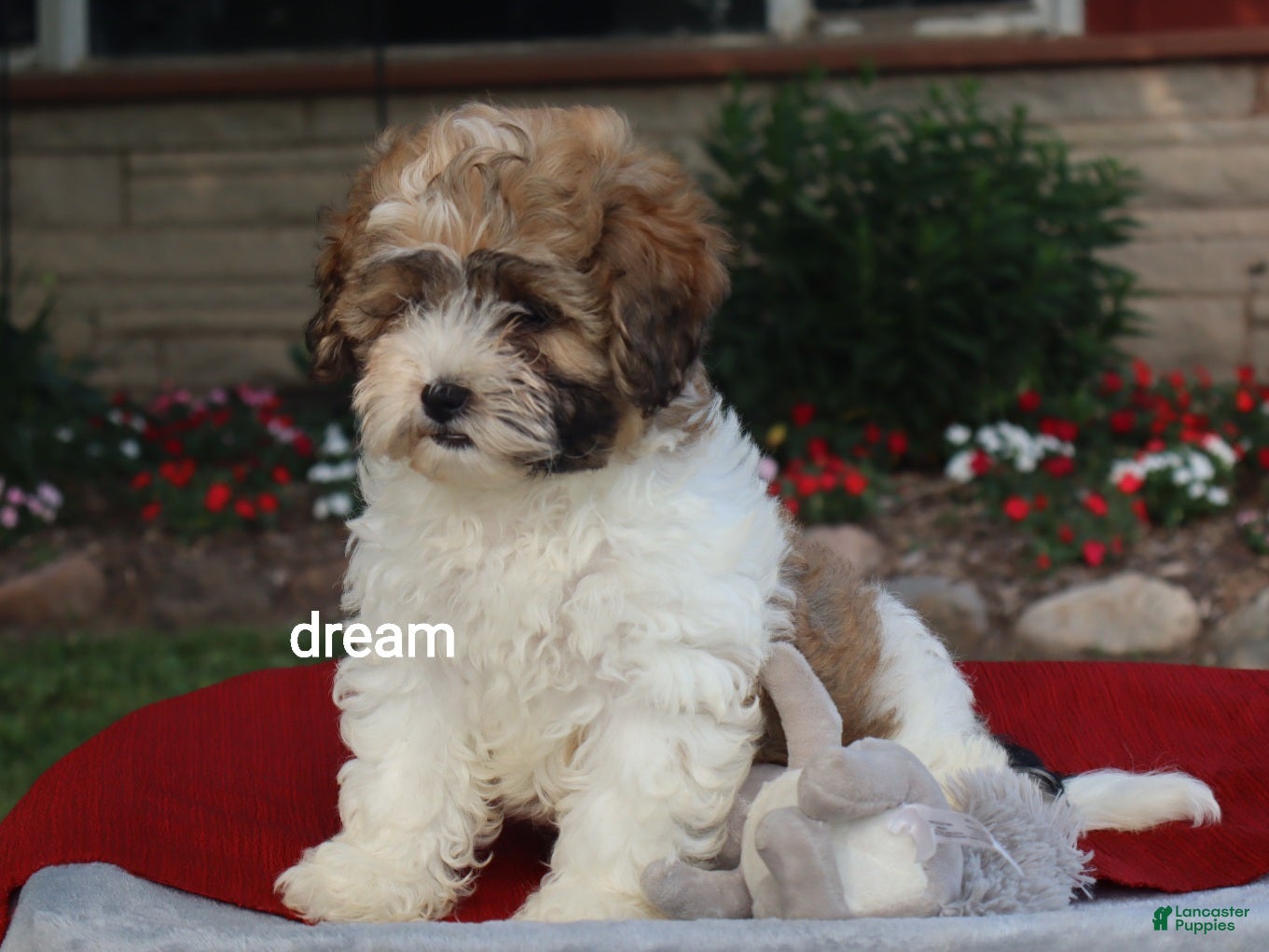 Shihpoo dogs Sienna  - Ad 2