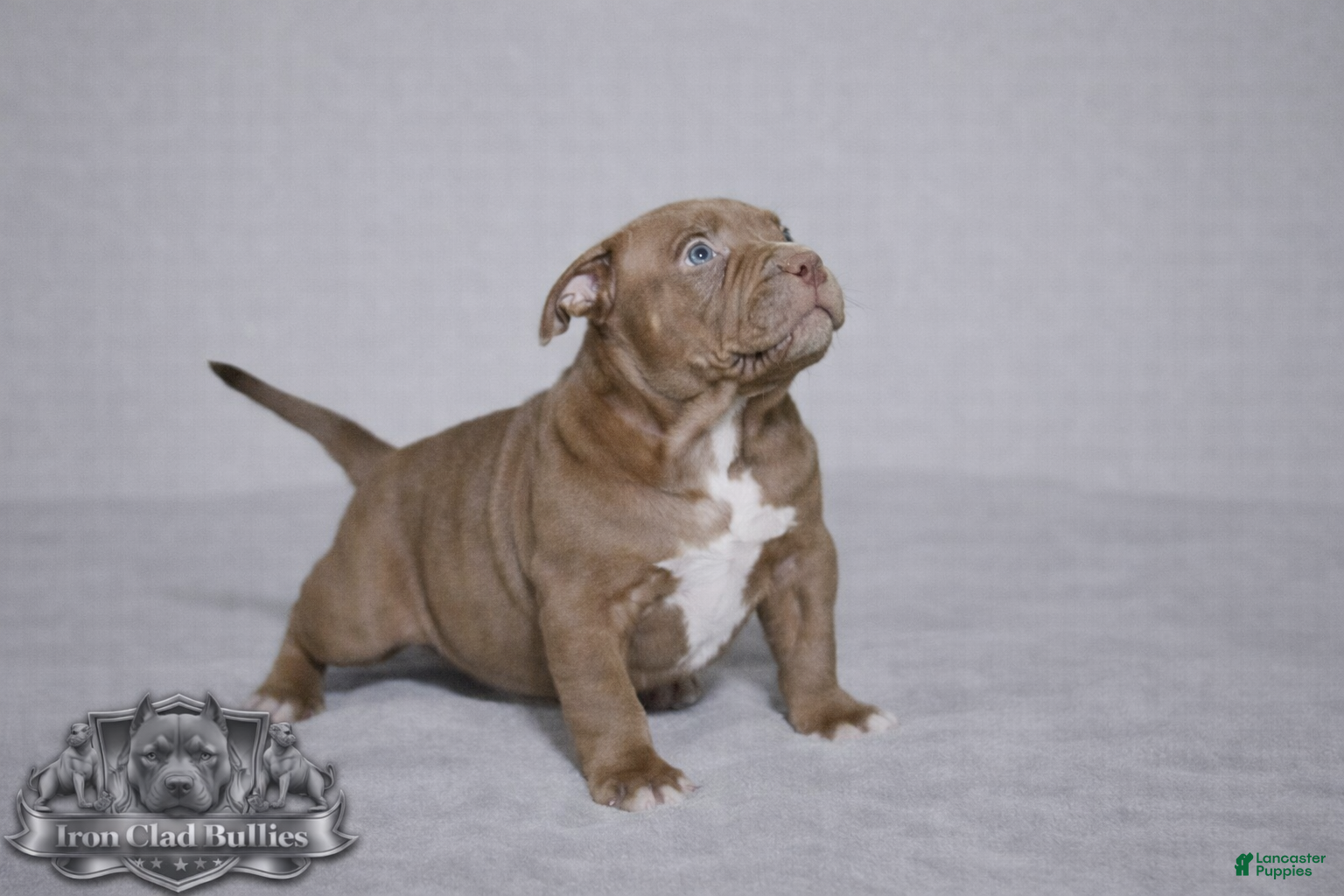 American Bully dogs Chocolate Female - Ad 2