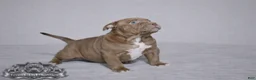 American Bully dogs for sale: Chocolate Female - Ad 8