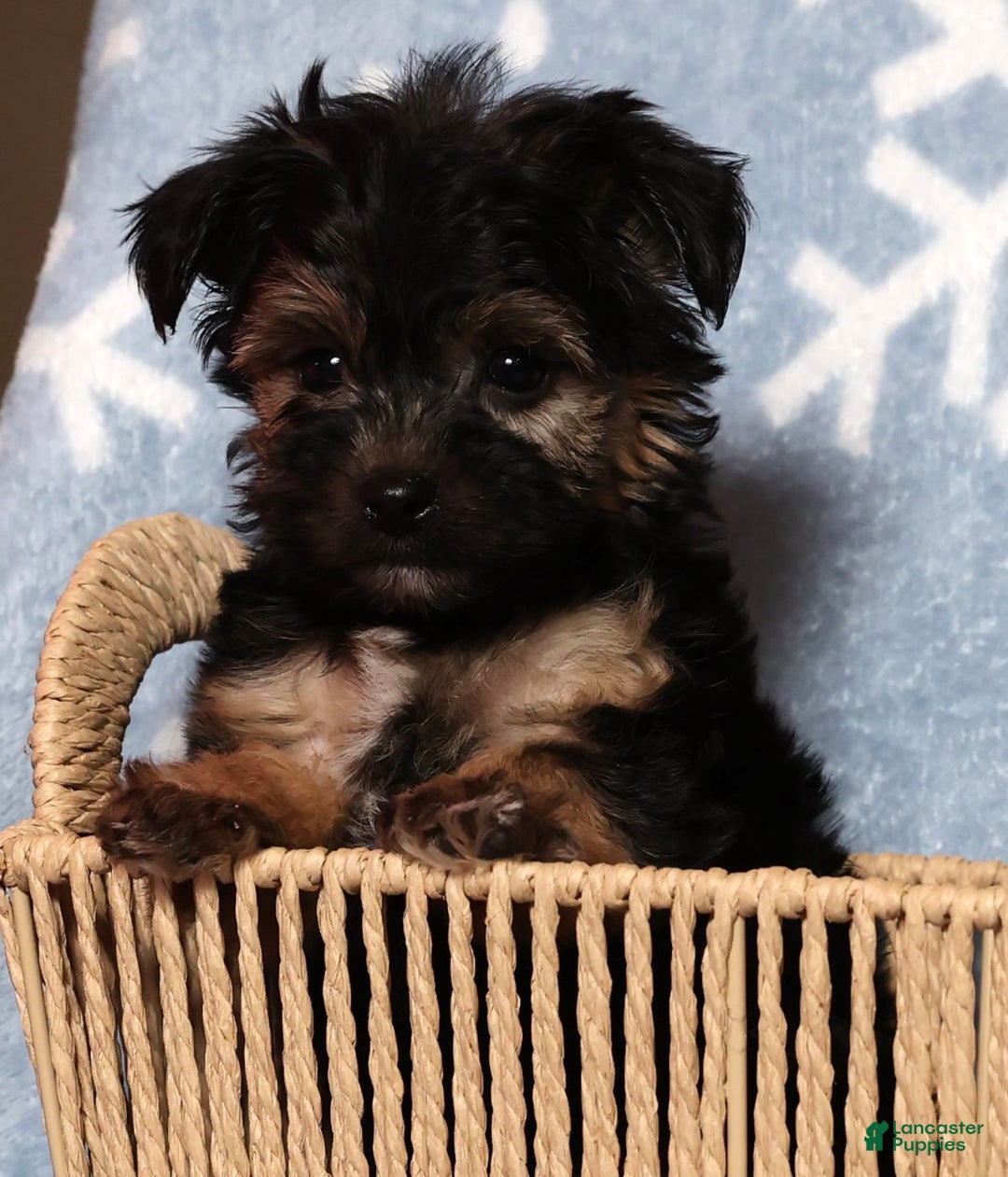 Yochon dogs for sale: Buddy - Ad 1