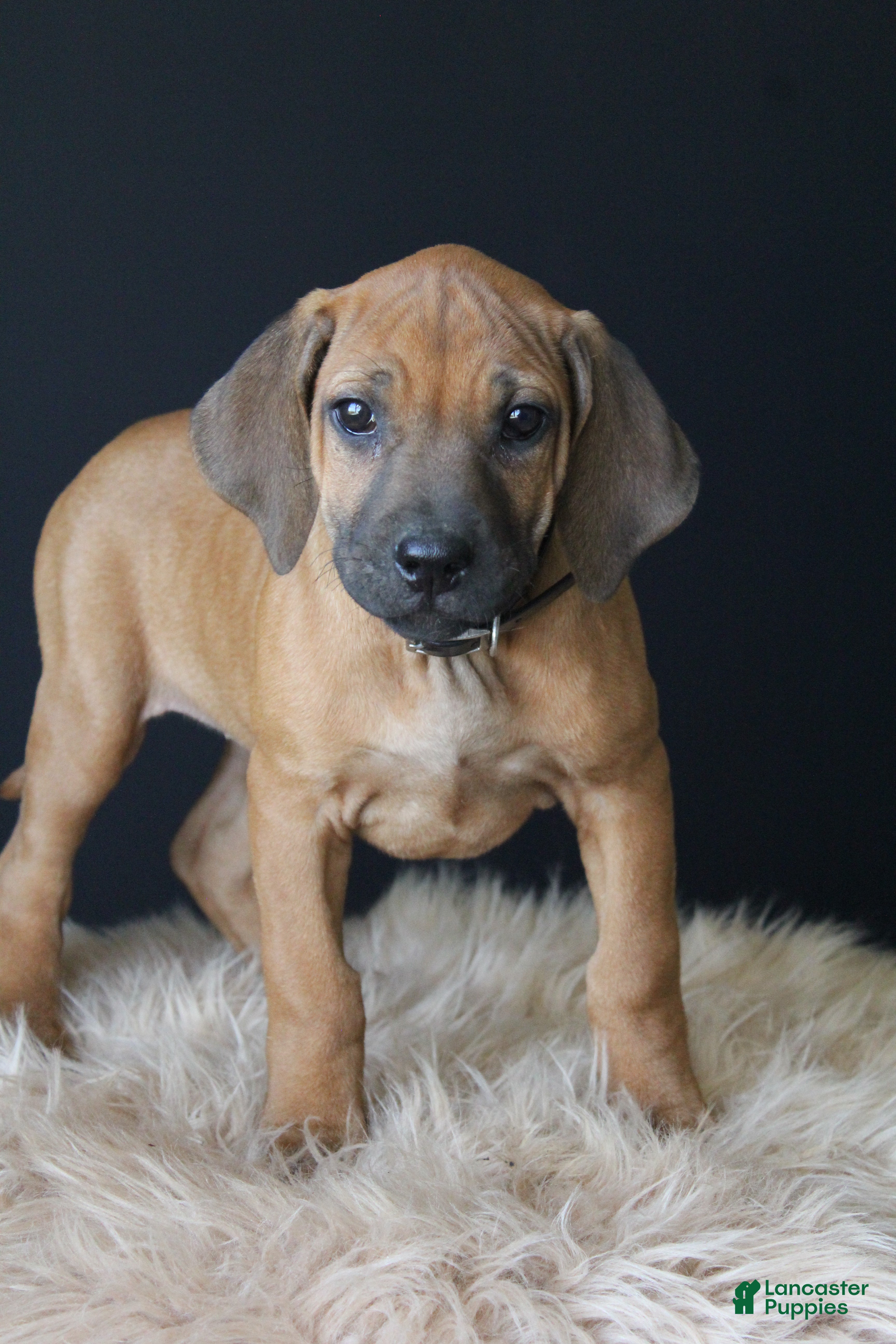 Rhodesian Ridgeback dogs Kaya - Ad 1