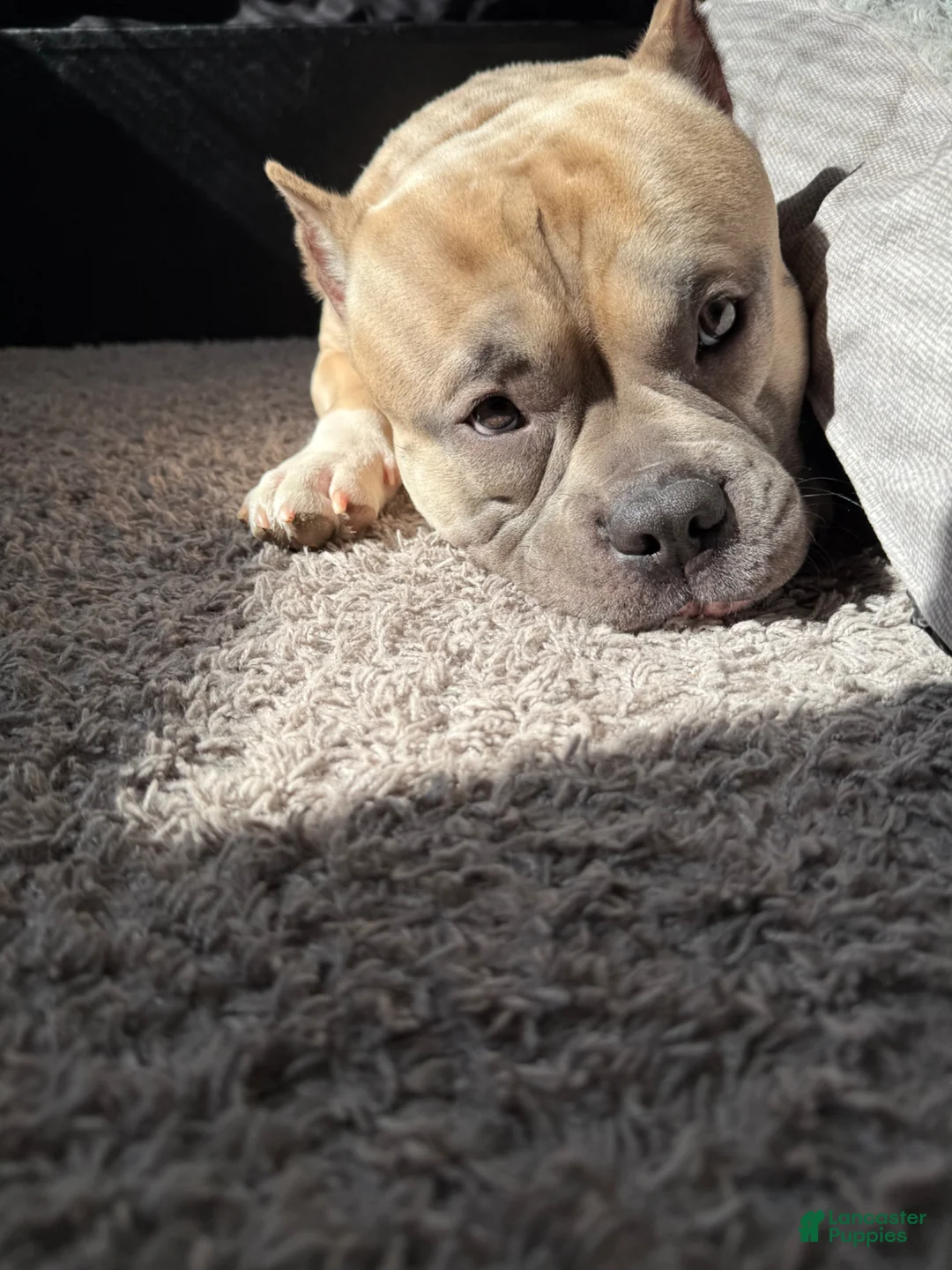 American Bully dogs for stud: Chop  - Ad 2