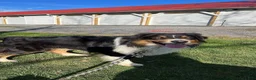 Australian Shepherd dogs for stud: Luca Vito - Ad 4
