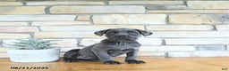 Cane Corso dogs for sale: Draco - Ad 4