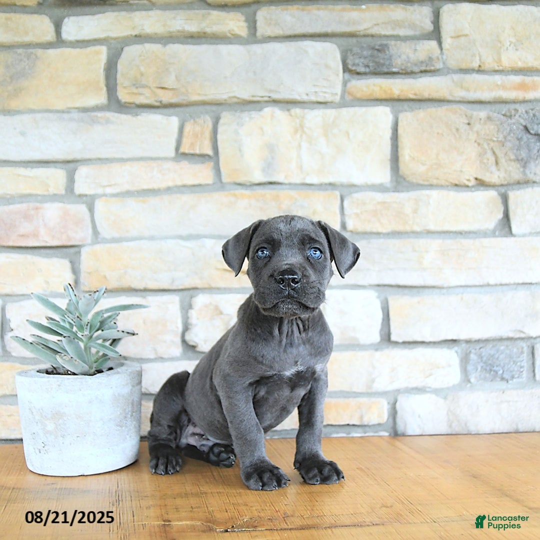 Cane Corso dogs for sale: Draco - Ad 4