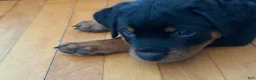 Rottweiler dogs for sale: Butter - Ad 4