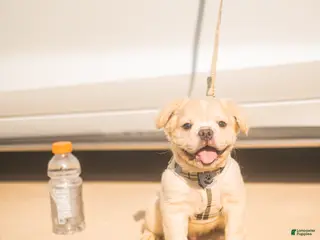 French Bulldog dogs for sale: Hendrix- cream Merle - Ad 3