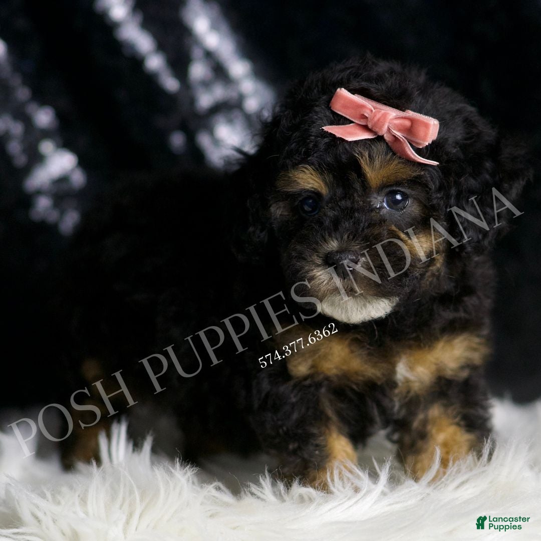 Toy Poodle dogs for sale: Martini - Ad 5