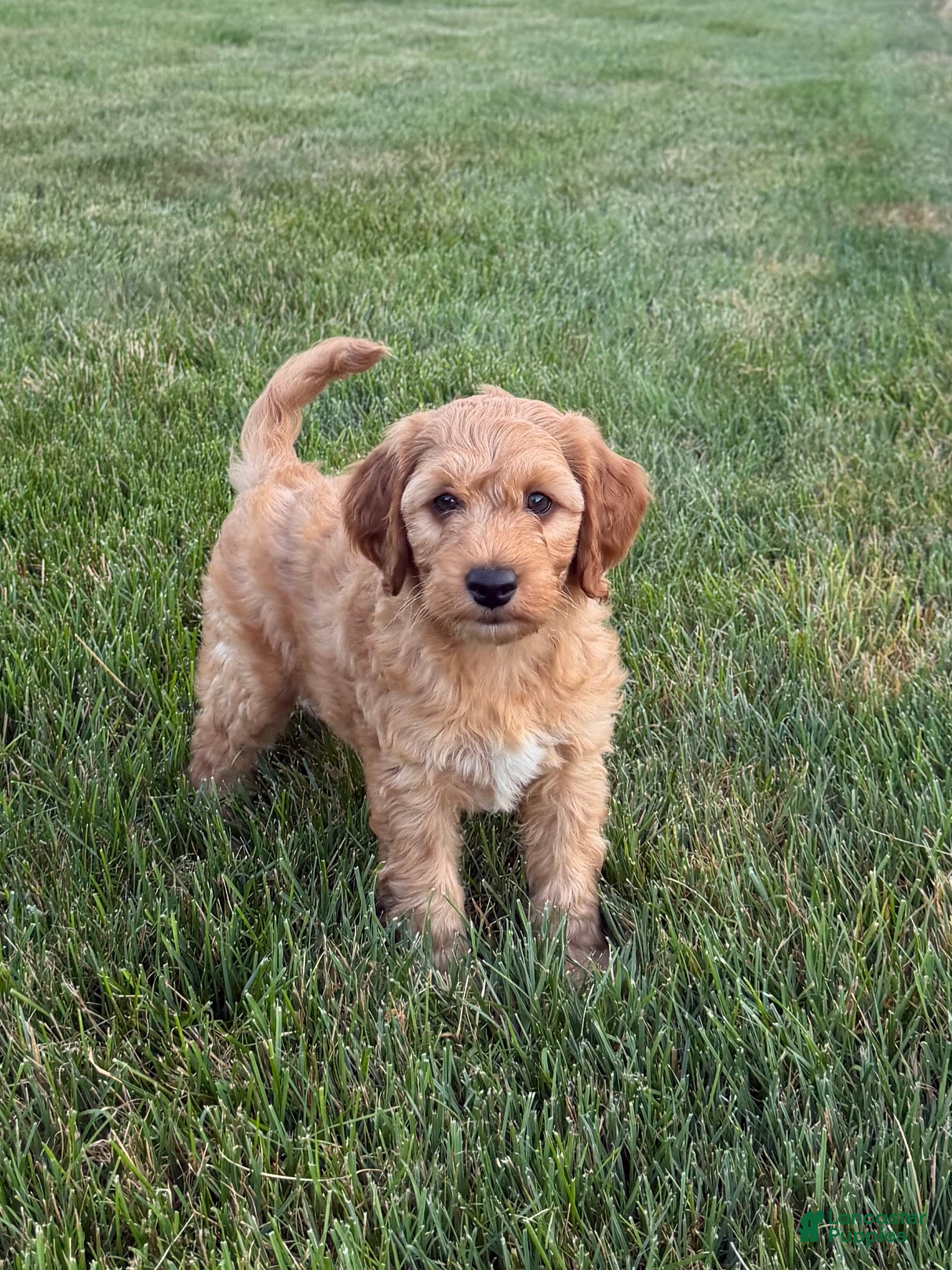 Mini Goldendoodle dogs Dustin - Ad 2