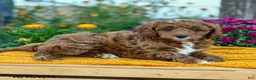 Cavapoo dogs for sale: Peanut  - Ad 4