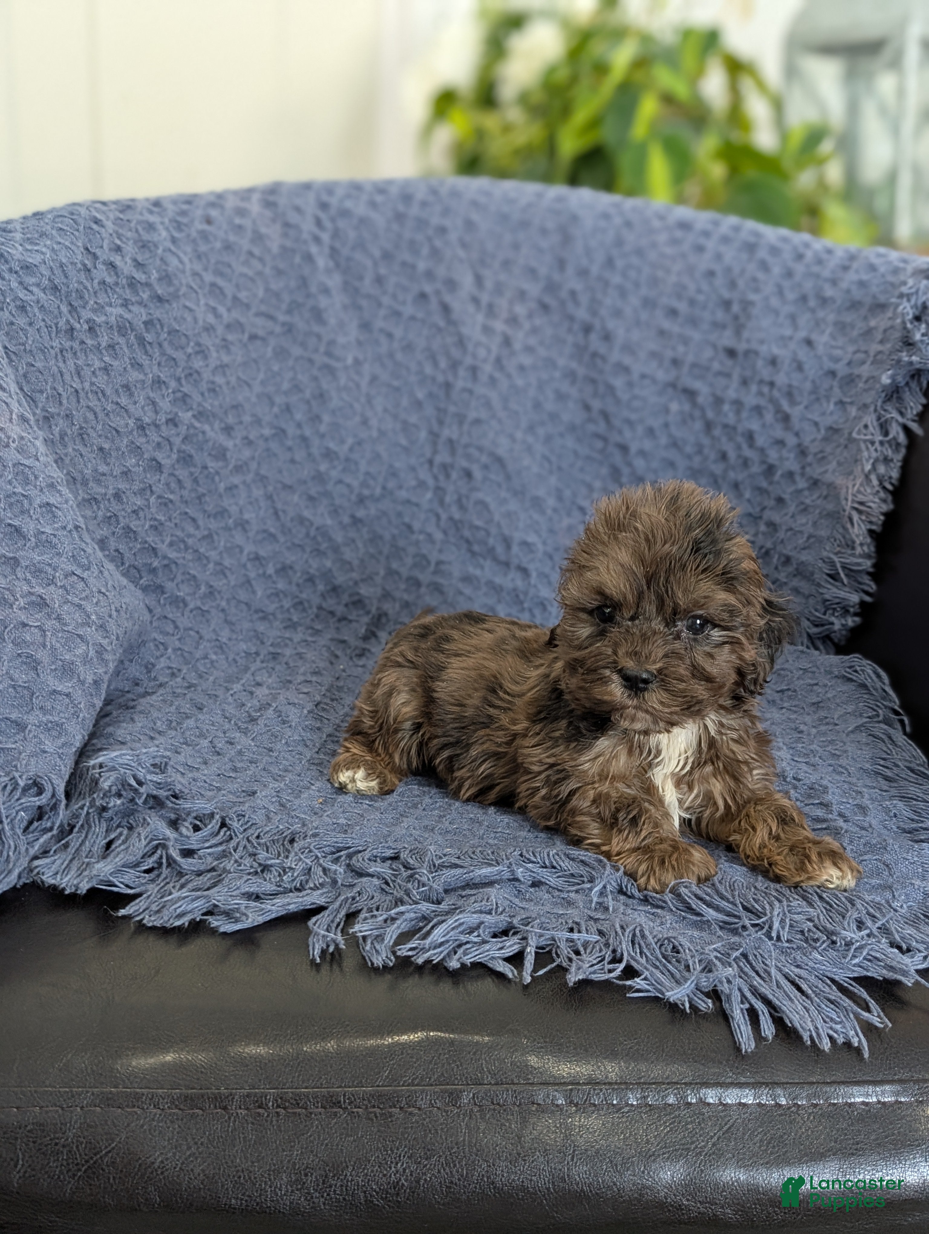 Cockapoo dogs Tiny Archie - Ad 27