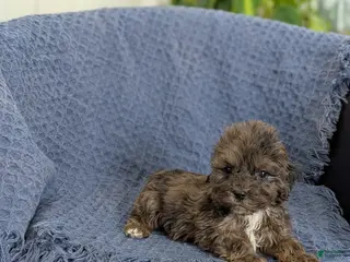 Cockapoo dogs Tiny Archie - Ad 27