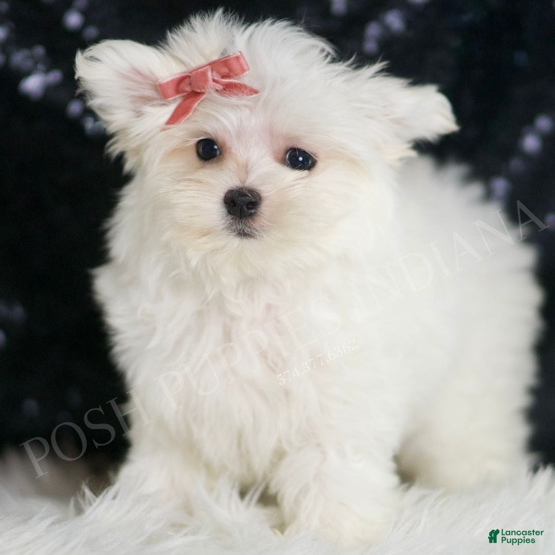 Maltese dogs Fendi - Ad 1
